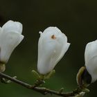 weiße Magnolie