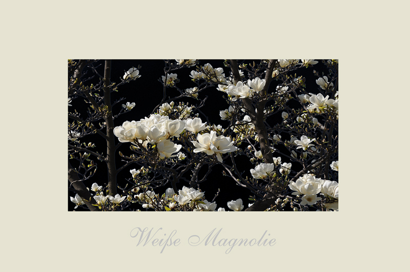 ~weiße Magnolie~