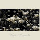 ~weiße Magnolie~