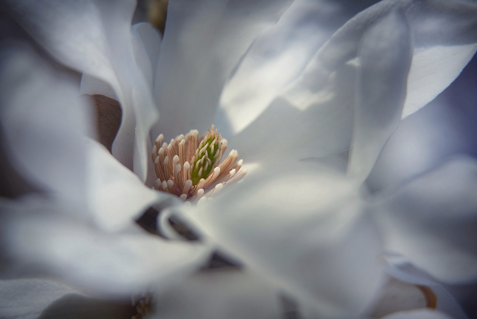 Weiße Magnolie 