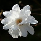 Weiße Magnolie