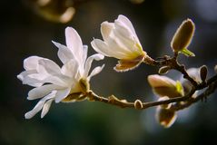 Weiße Magnolie 