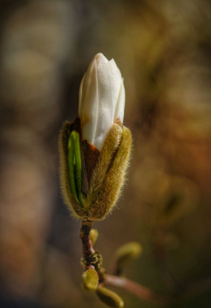 Weiße Magnolie