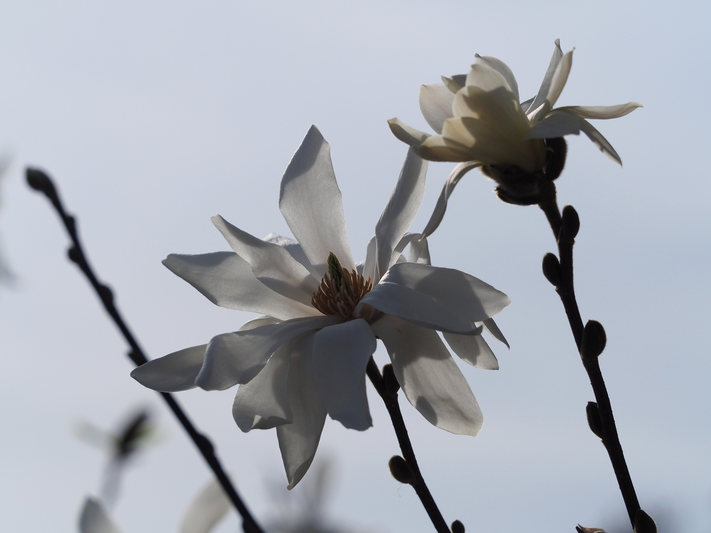 weiße Magnolie