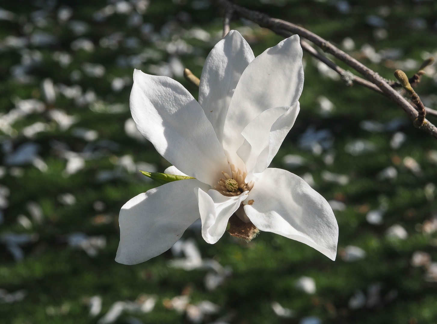 Weiße Magnolie