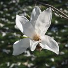 Weiße Magnolie