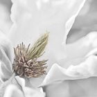 Weiße Magnolie