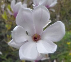 weiße Magnolie vom Palmengarten Frankfurt