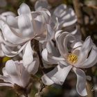 Weiße Magnolien