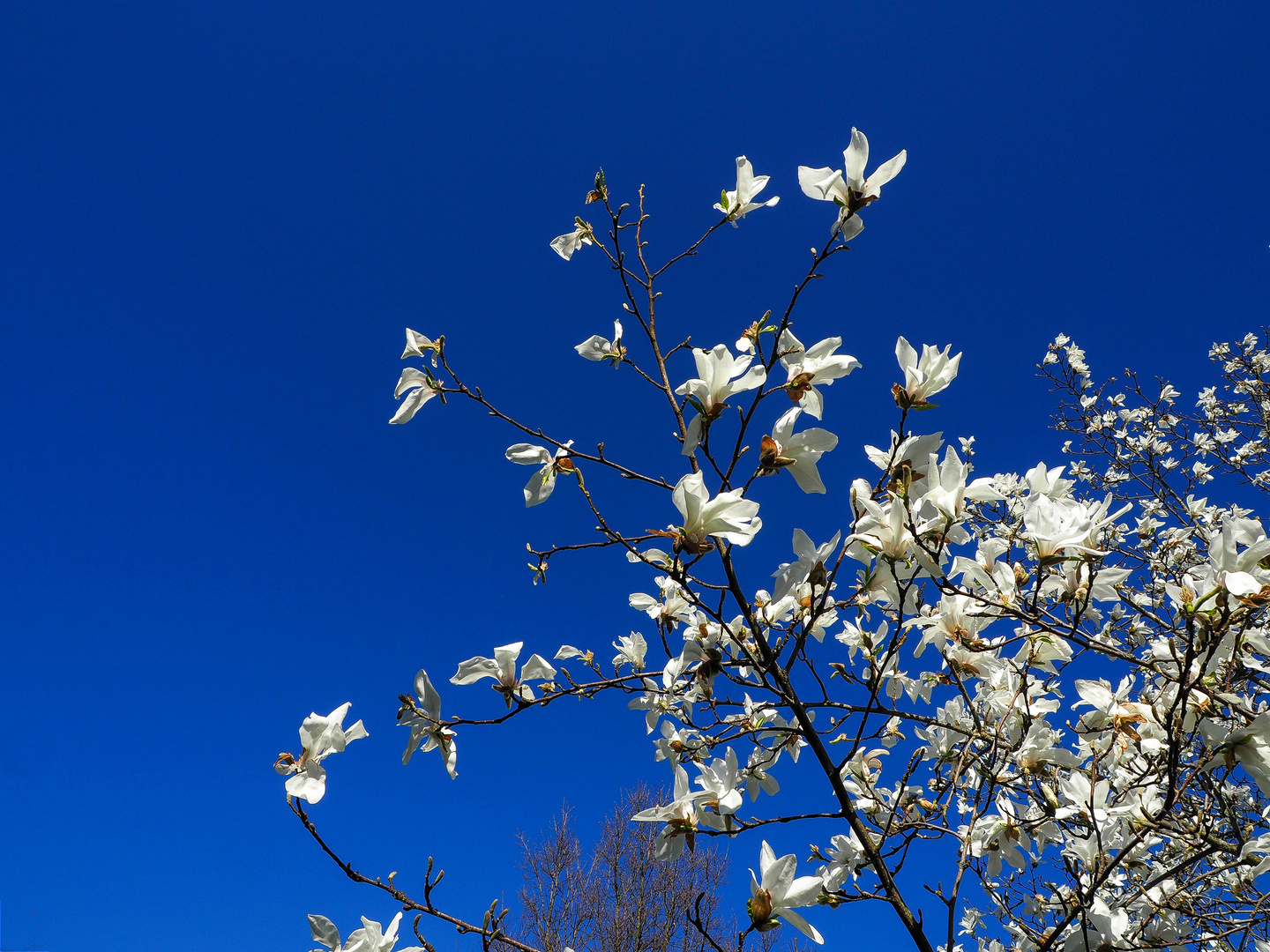 Weiße MAGNOLIEN