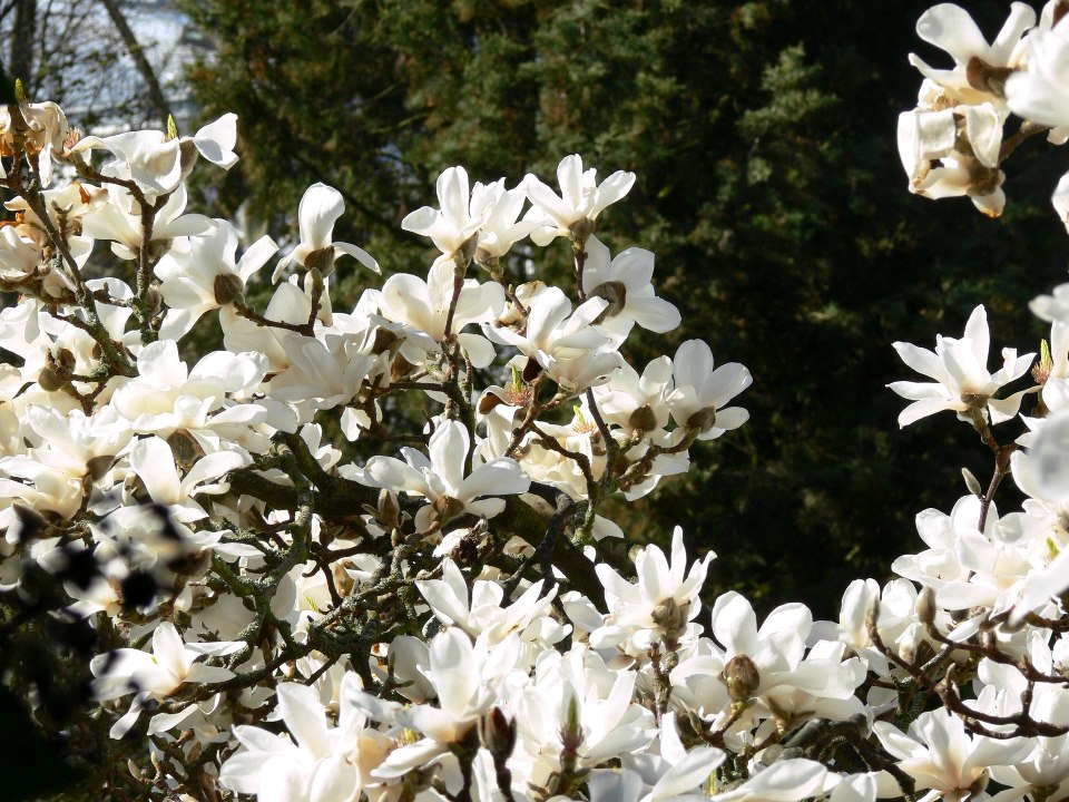 weiße Magnolien  vor dem Regen