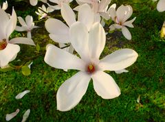 weiße Magnolienblüte