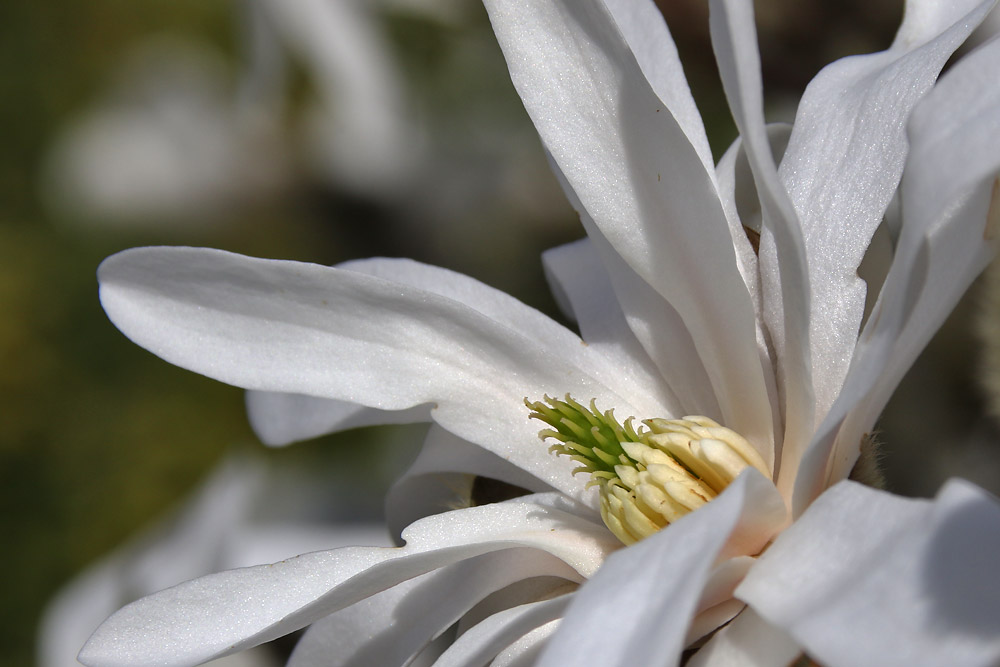 weisse Magnolienblüte