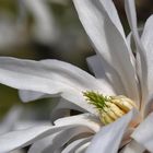 weisse Magnolienblüte