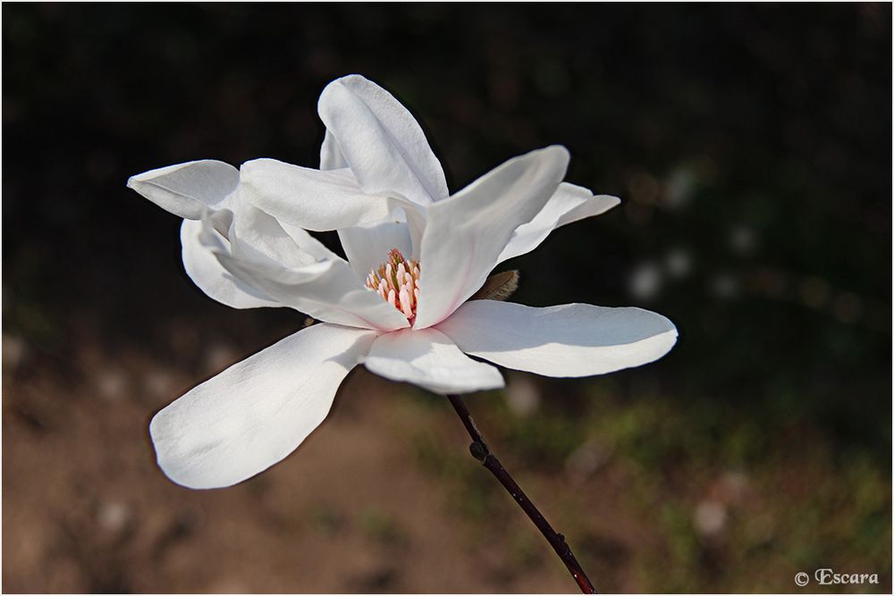 Weisse Magnolienblüte