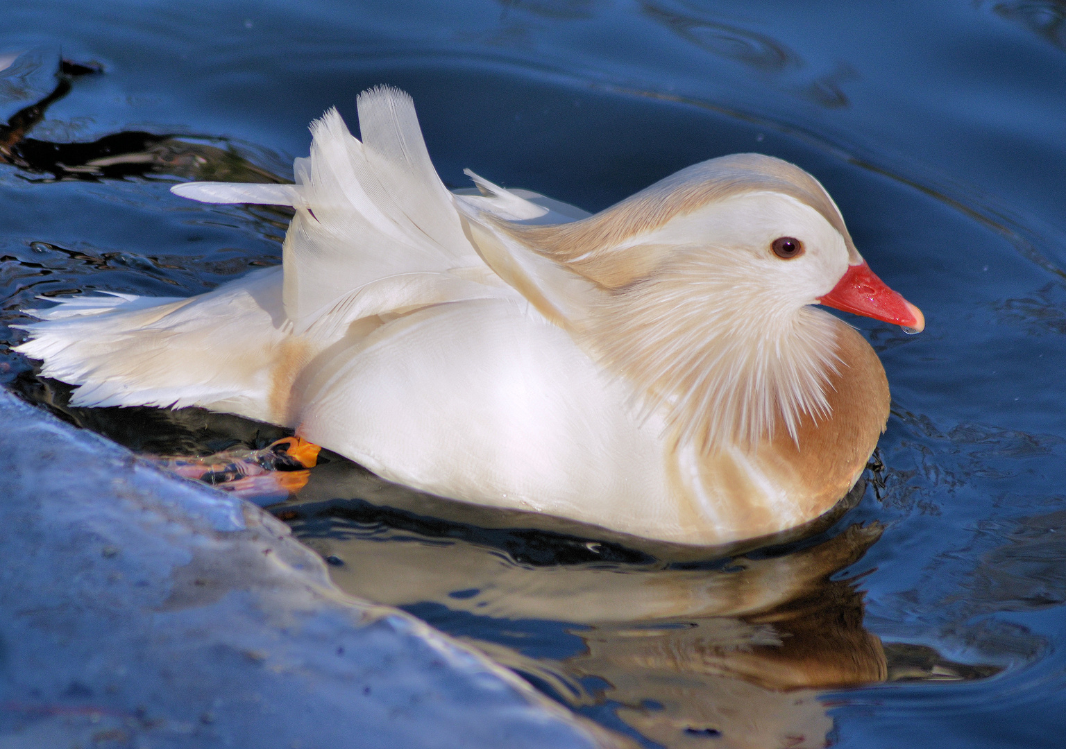 Weiße Mandarin Ente .