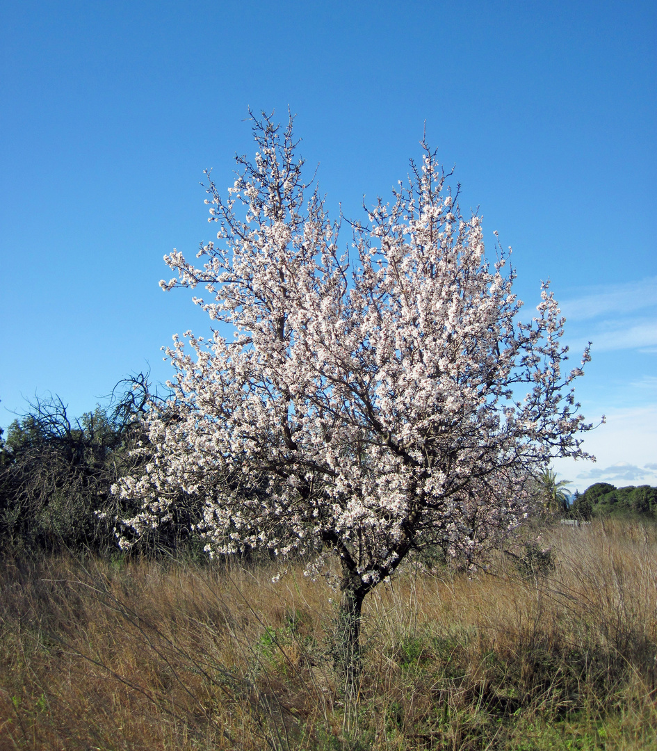 weiße Mandelblüten