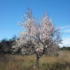 weiße Mandelblüten