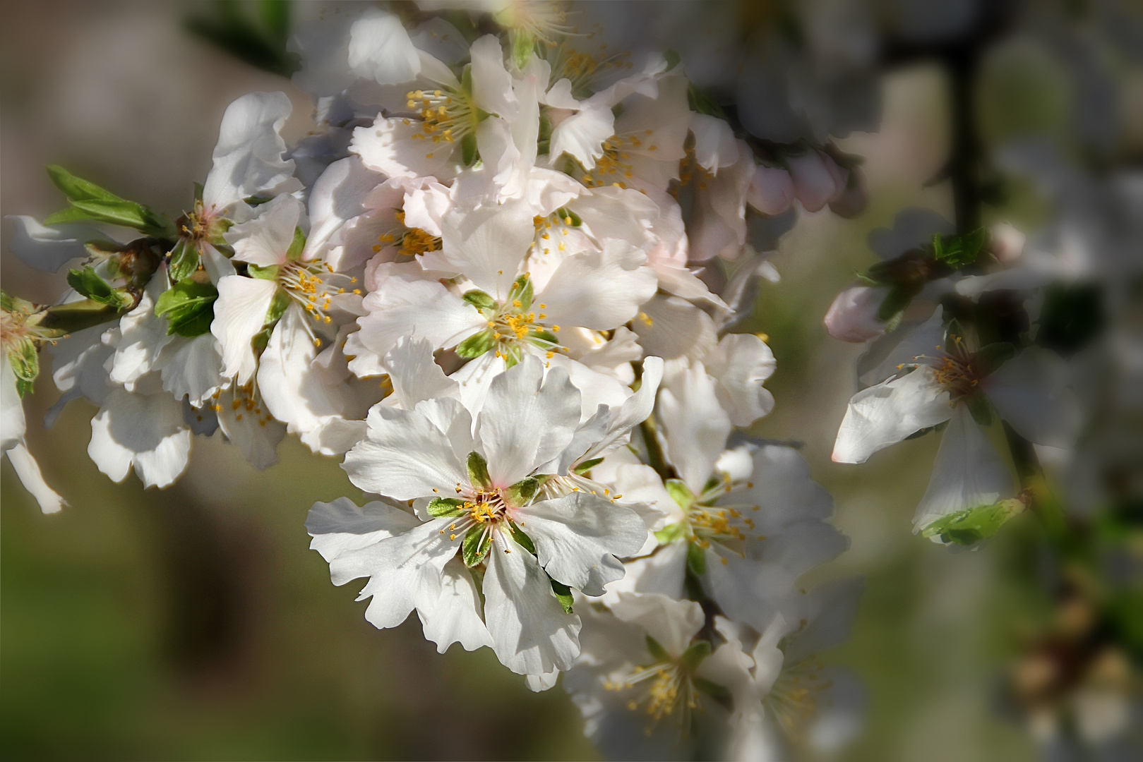 weiße Mandelblüten 