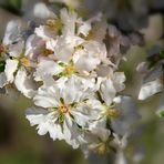 weiße Mandelblüten 