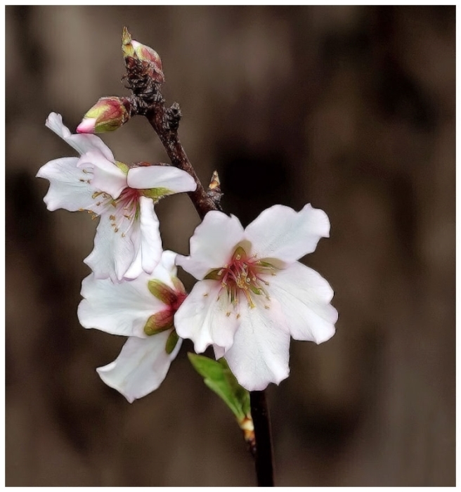 weiße Mandelblüten