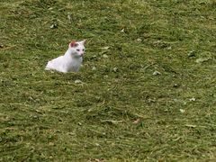 Weiße Mieze auf der Wiese