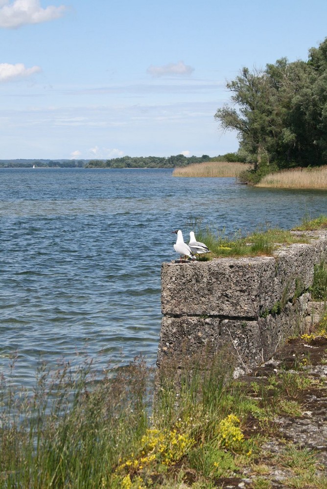 Weiße Möve fliegt zum Chiemseestrand...