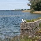 Weiße Möve fliegt zum Chiemseestrand...