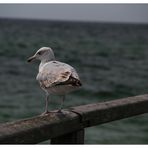 Weiße Möve vor blauer See