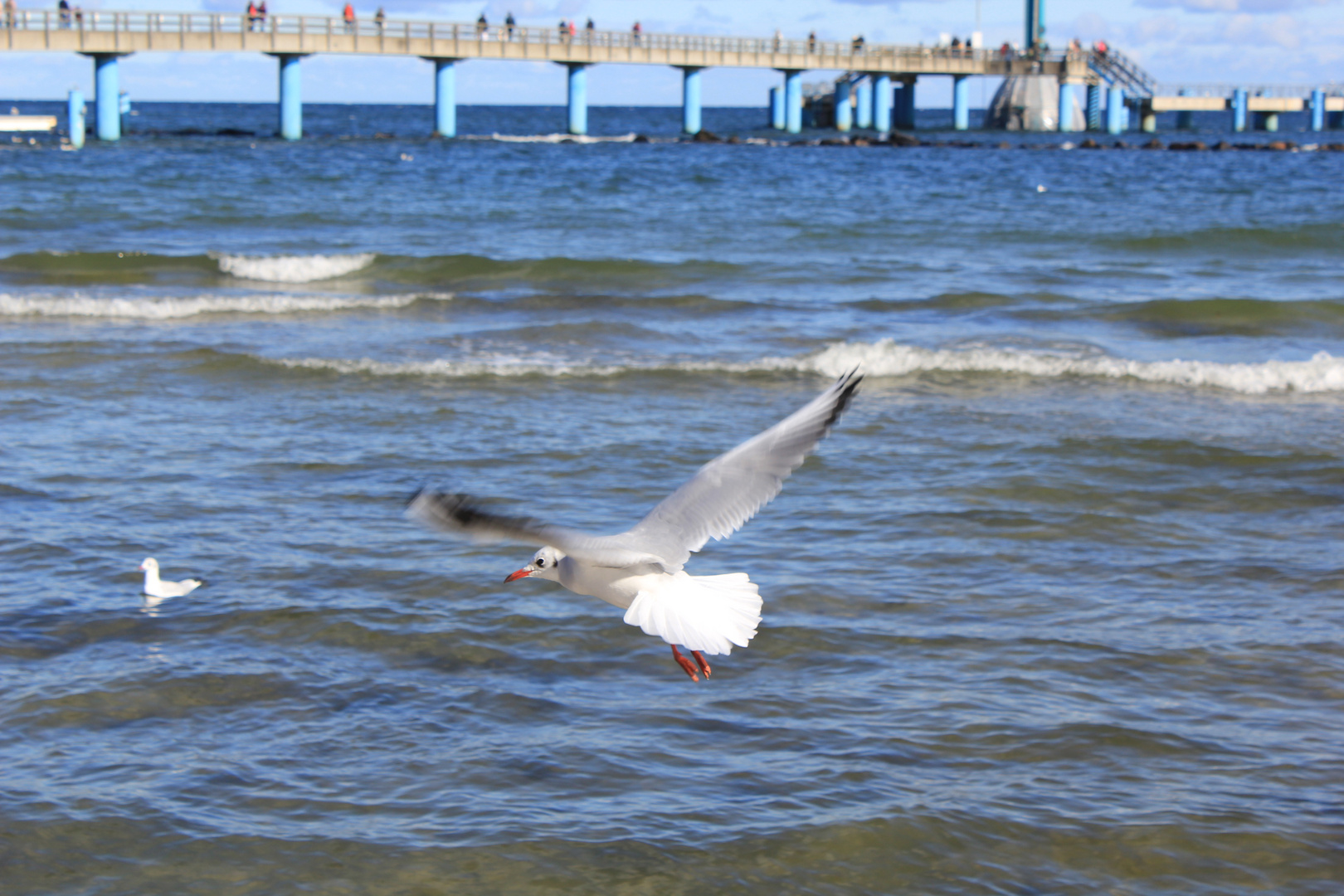 weiße Möwe fliege....