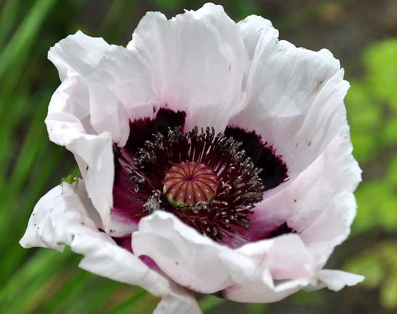 Weisse Mohnblüte