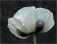 Mohn 