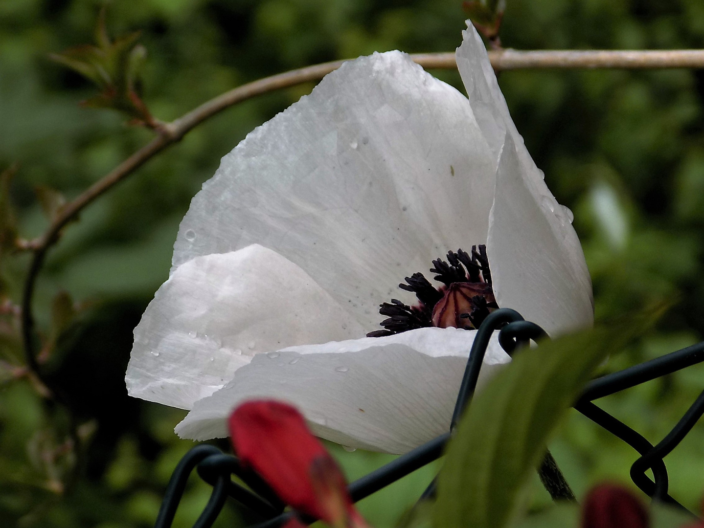 Weiße  Mohnblüte