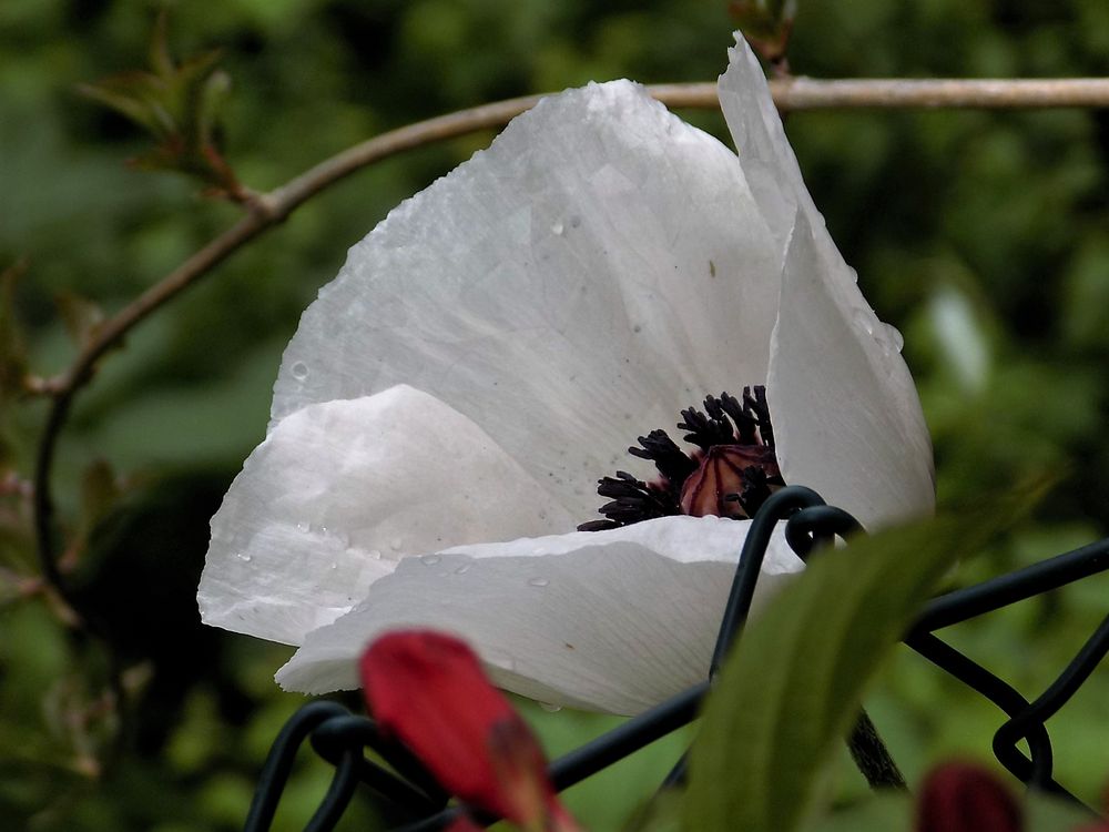 Weiße  Mohnblüte