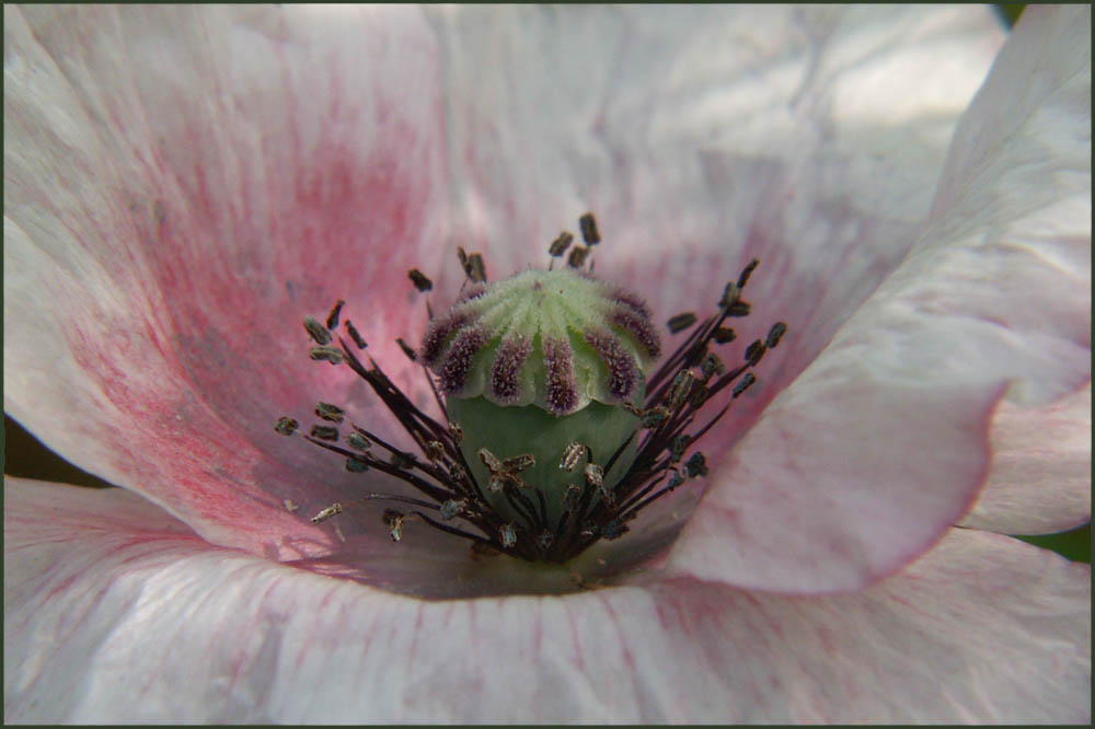 Weiße Mohnblume