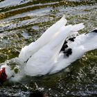 Weiße Moschusente beim ausgiebigen Bad