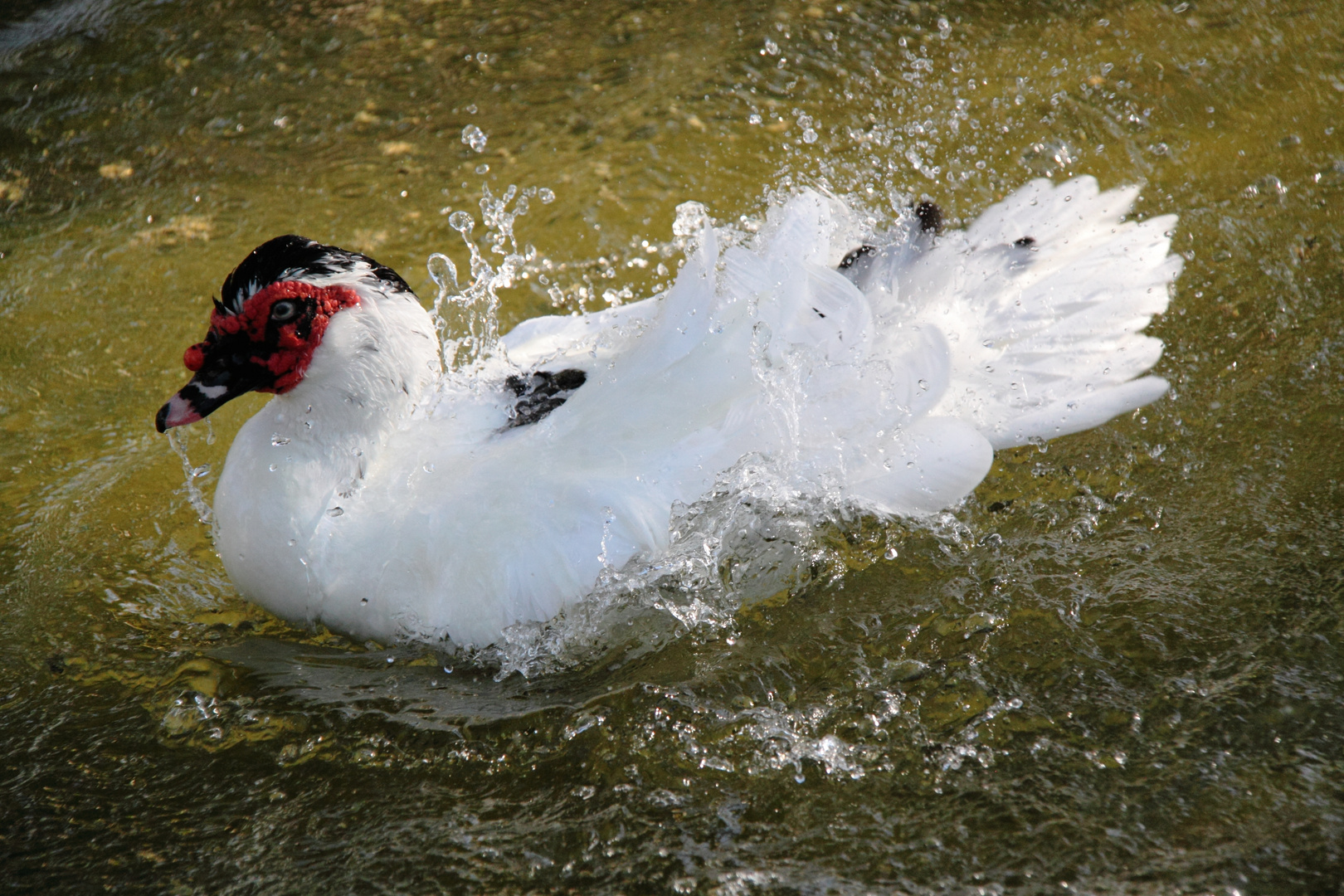 Weiße Moschusente beim Baden