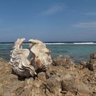 Weisse Muschel am Roten Meer