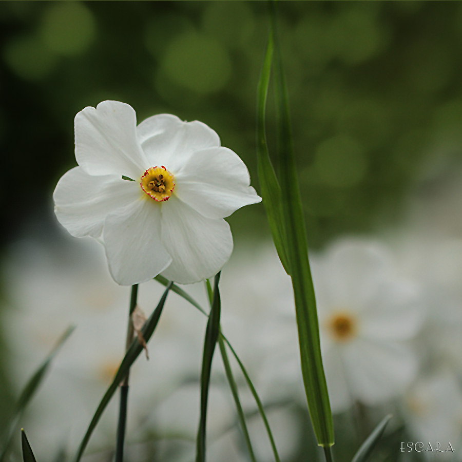 Weisse Narzisse Foto & Bild jahreszeiten, frühling, blumen Bilder auf