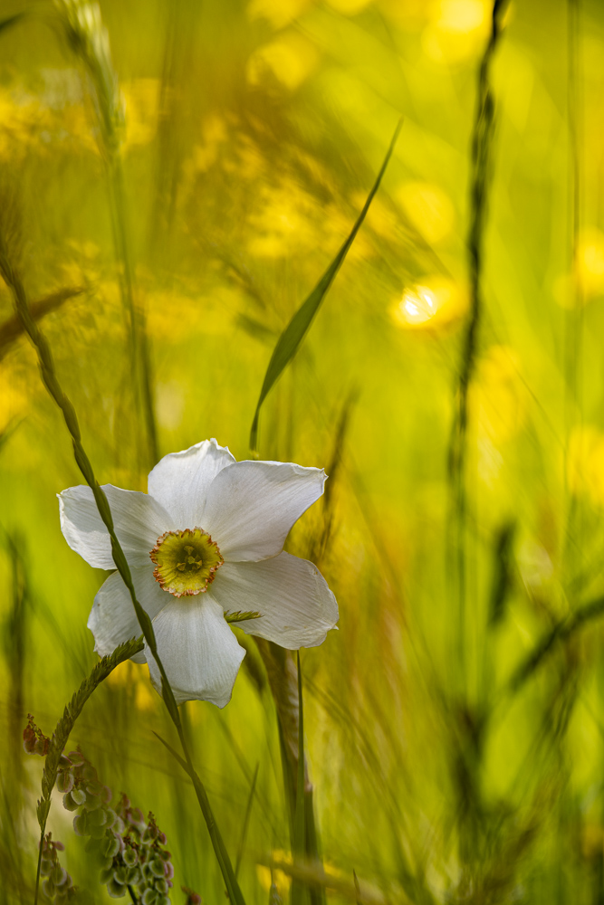 Weisse Narzisse in der Wiese