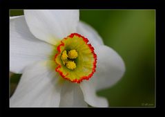 Weiße Narzisse (Narcissus poeticus)