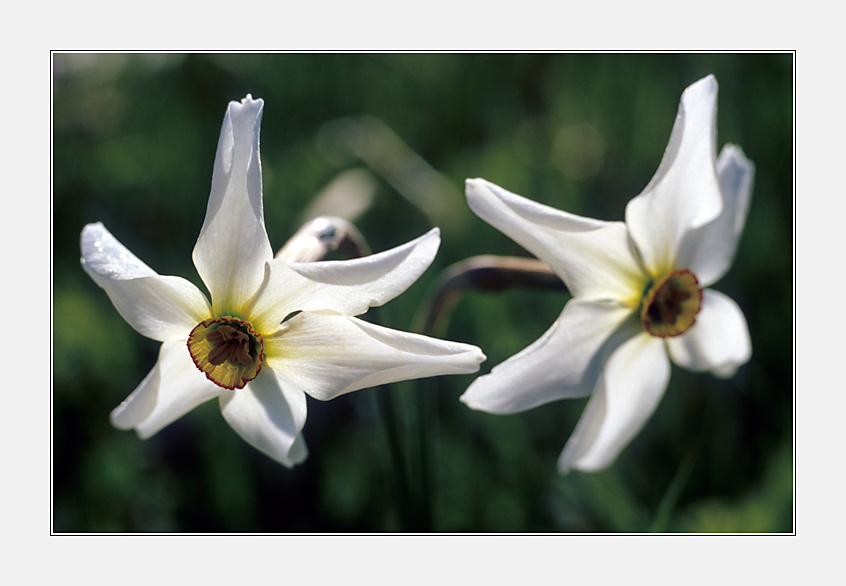 Weiße Narzisse (Narcissus poeticus) I