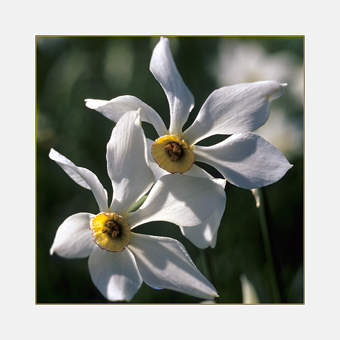 Weiße Narzisse (Narcissus poeticus) II