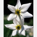 Weiße Narzisse (Narcissus poeticus) III