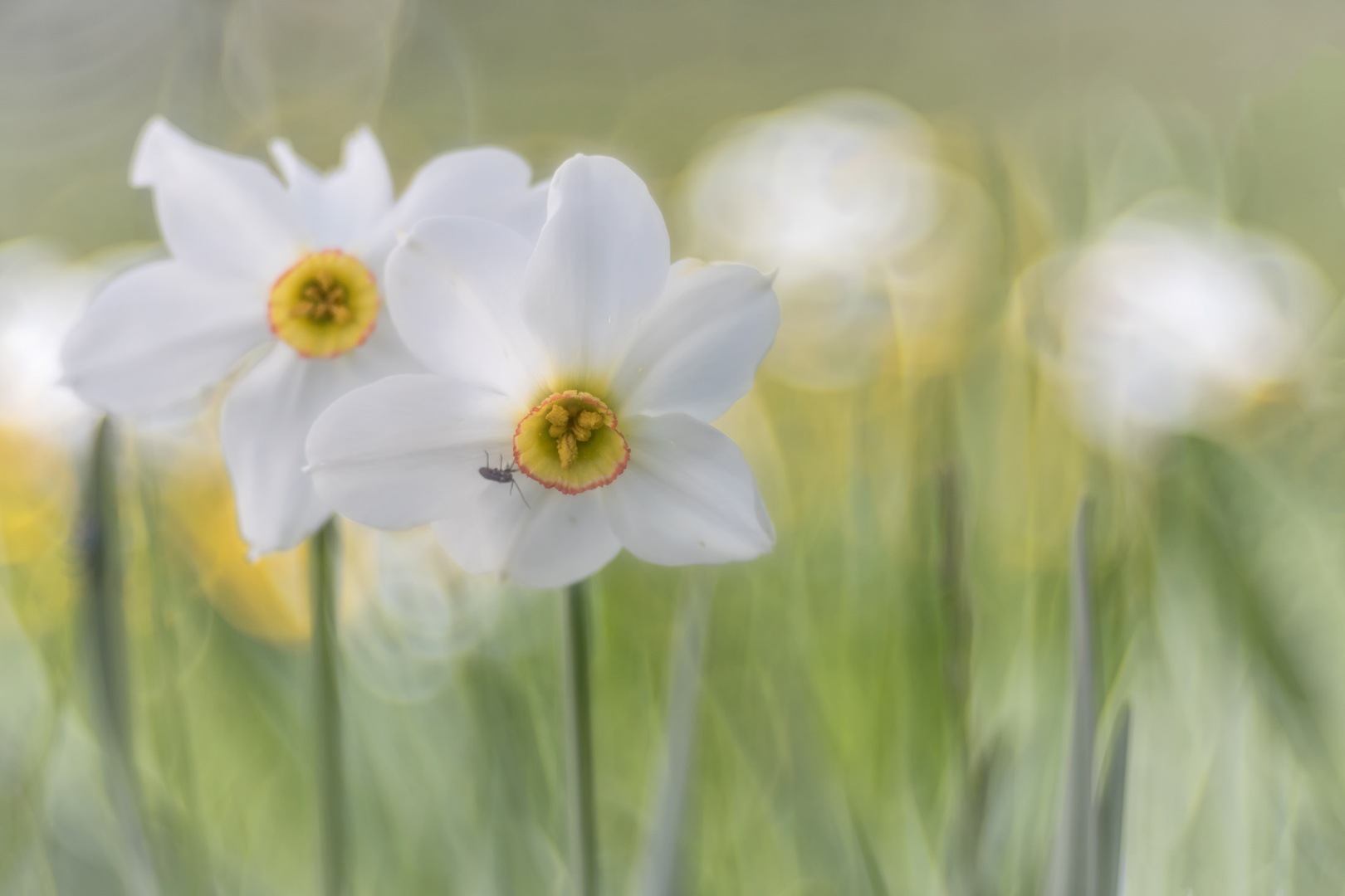 Weiße Narzisse oder auch Dichter-Narzisse (Narcissus poeticus)