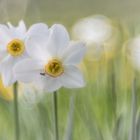 Weiße Narzisse oder auch Dichter-Narzisse (Narcissus poeticus)