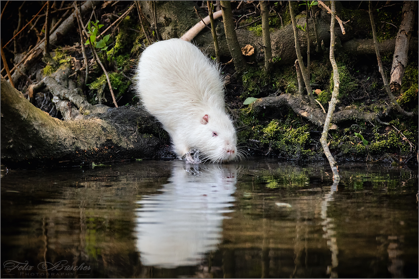 Weiße Nutria