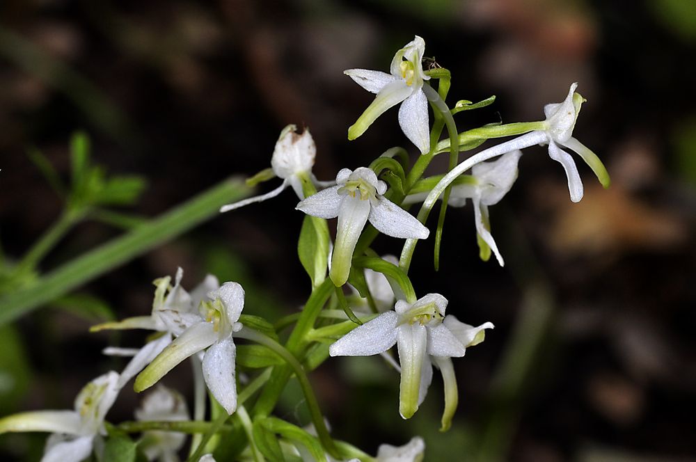 Weiße- oder Grünliche Waldhyazinthe ( Platanthera chloranthe )