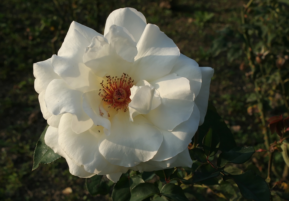 Weiße Oktober-Rose