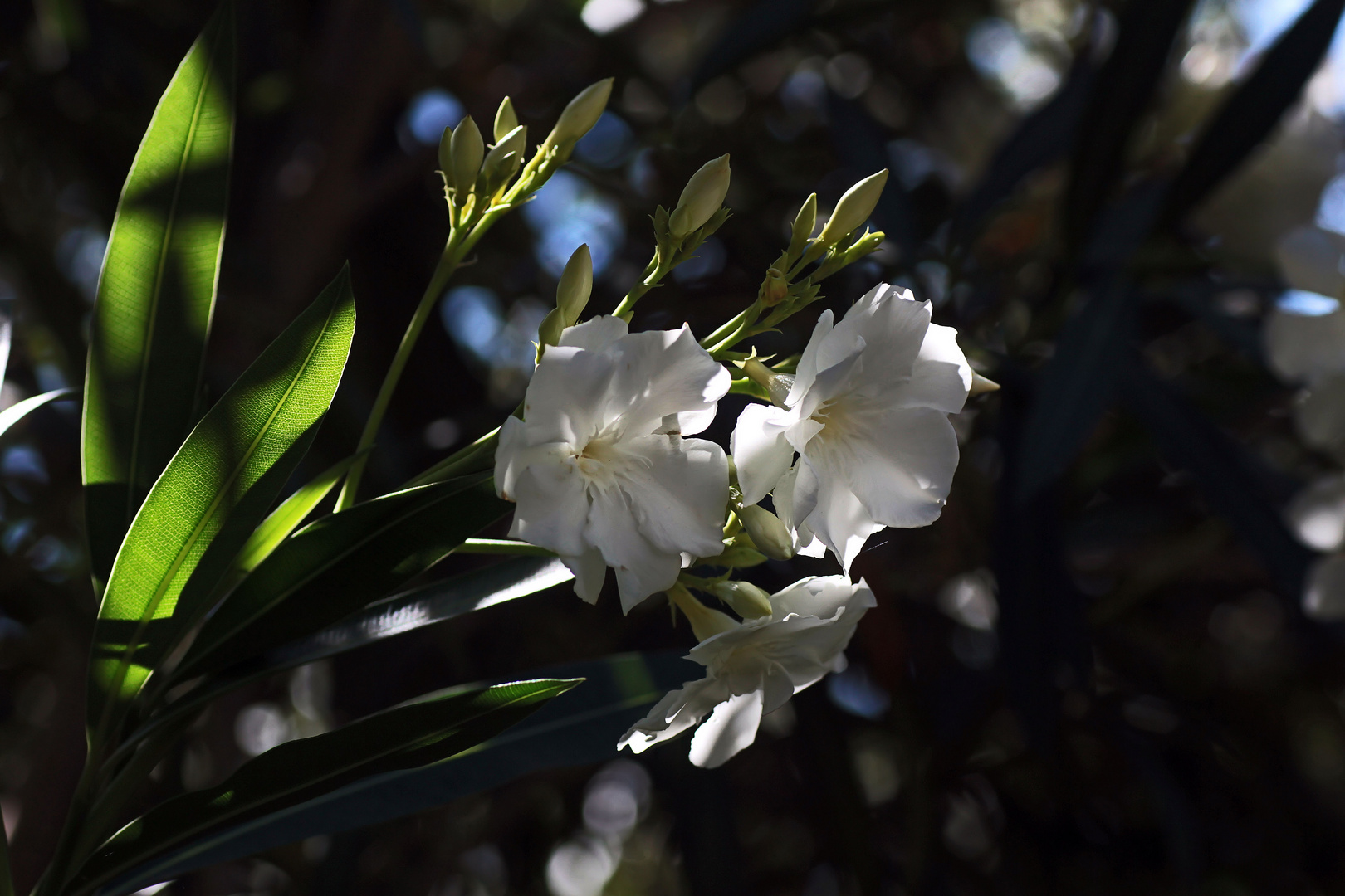 weiße Oleanderblüten